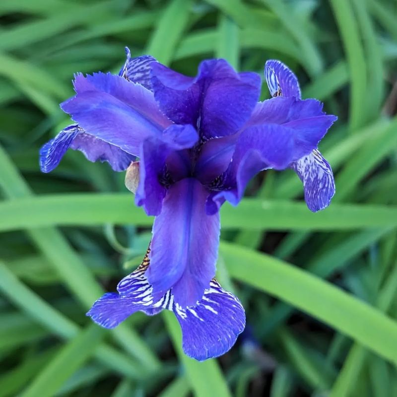 Siberian Iris