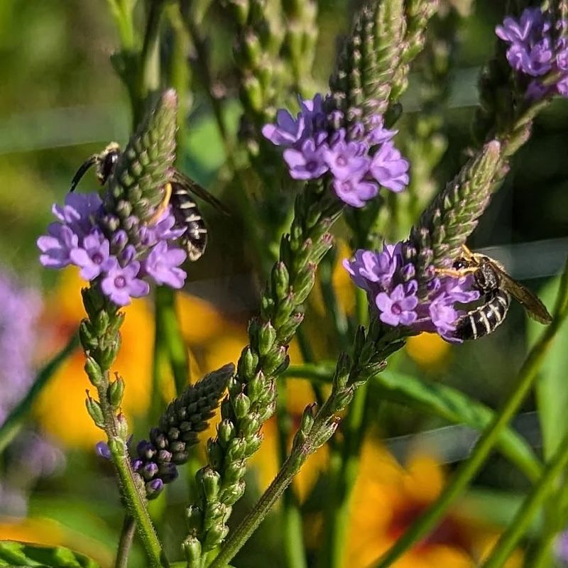 Bee Happy