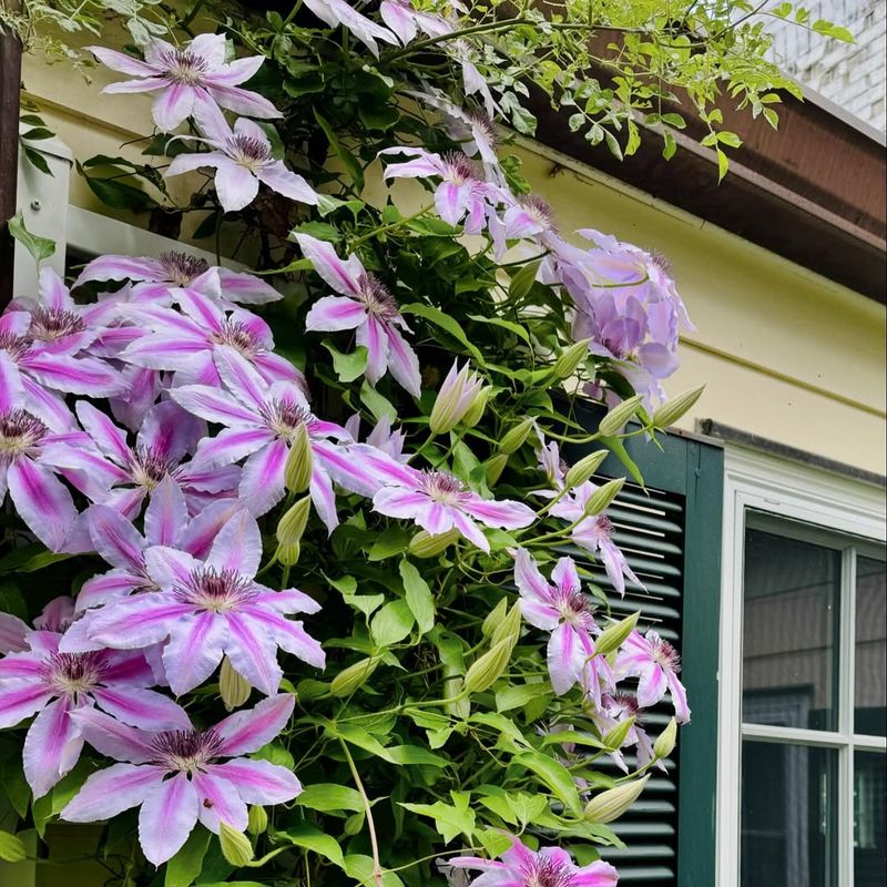 Clematis ‘Nelly Moser’