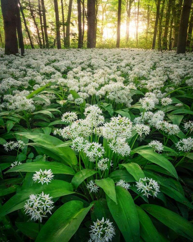 Wild Garlic