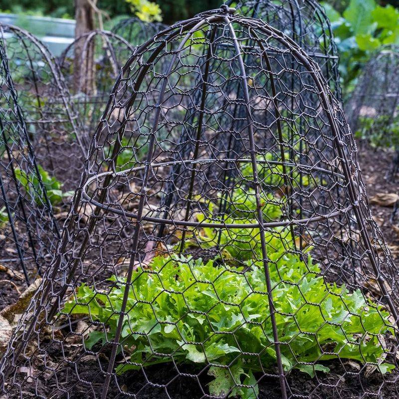 Cloches for Protection