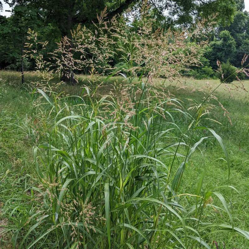 Johnson Grass