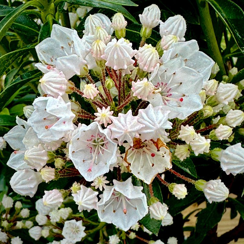 Mountain Laurel