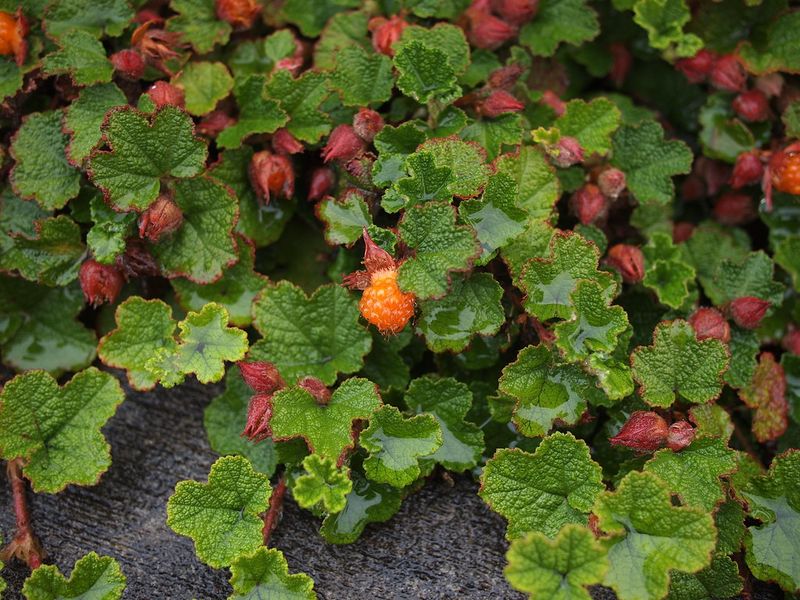 Creeping Raspberry (Rubus hayata-koidzumii)