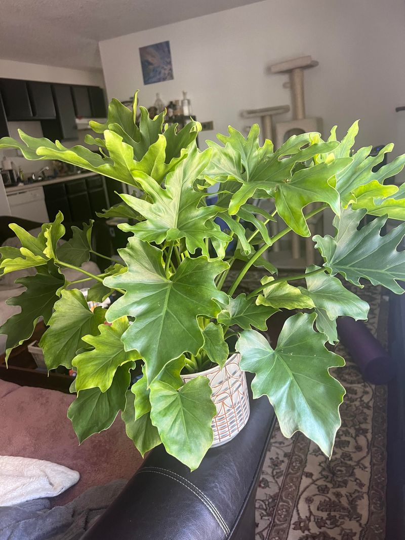 Xanadu Philodendron