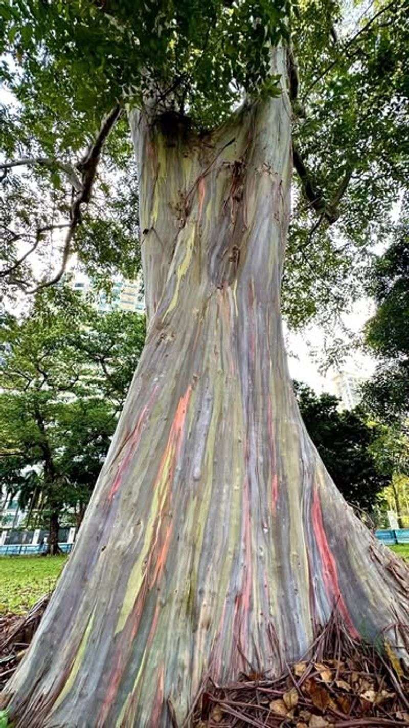 Eucalyptus