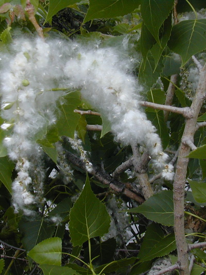 Cottonwood Trees