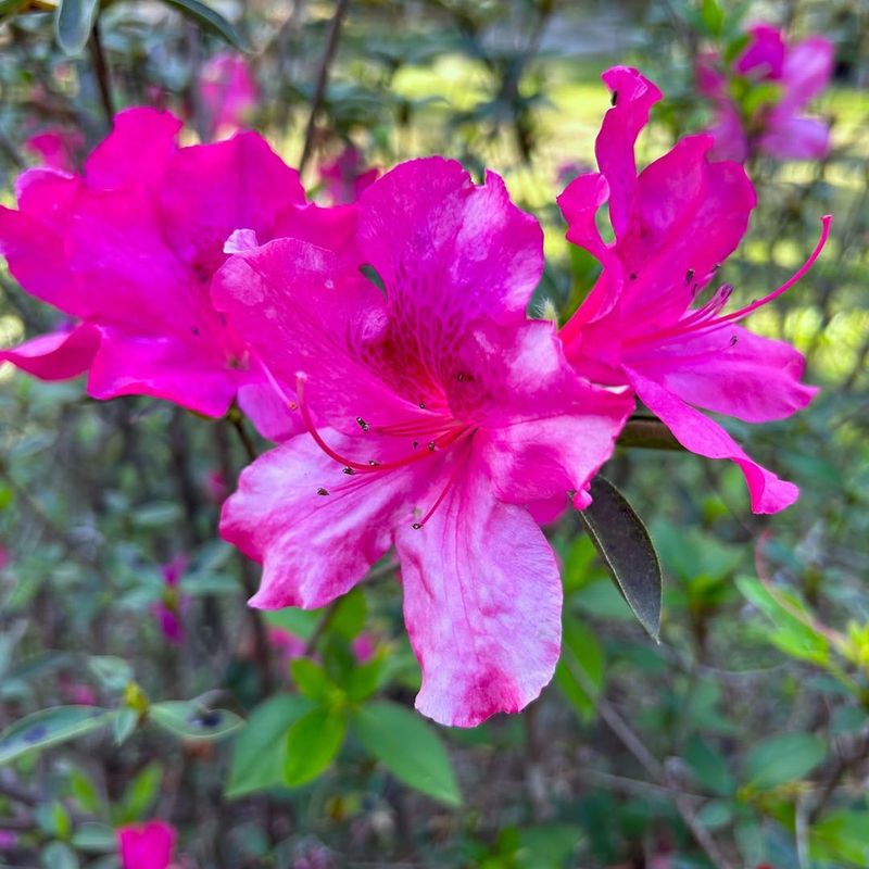 Azalea