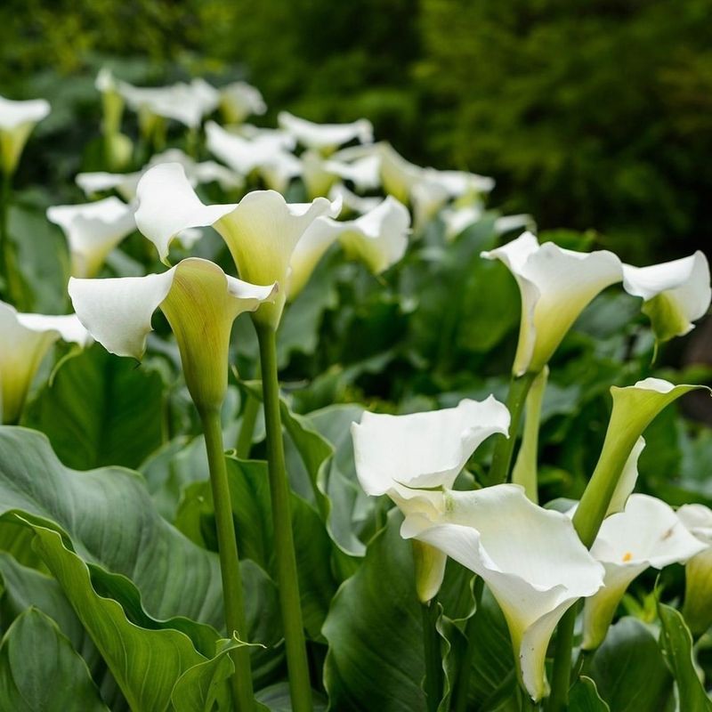 Arum Lily