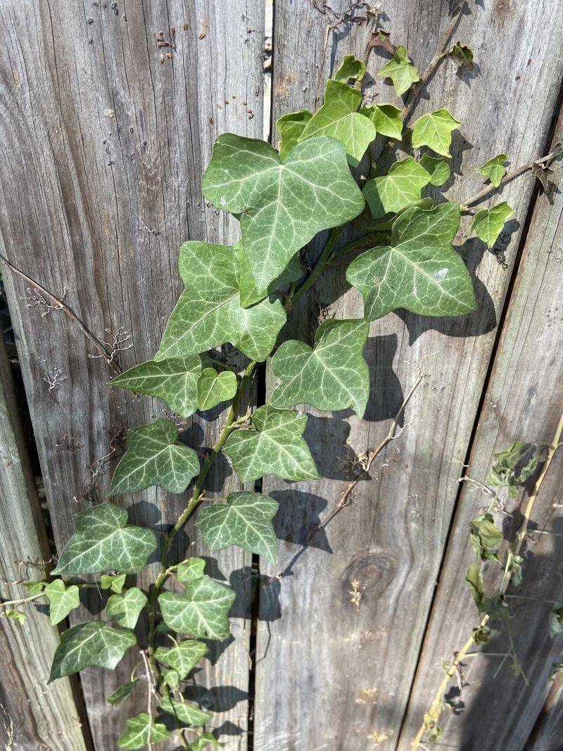 English Ivy (Hedera helix)