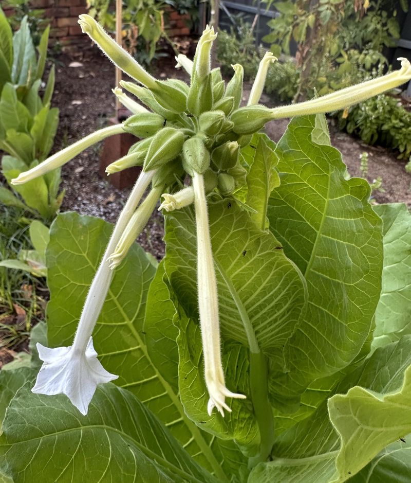 Nicotiana (Flowering Tobacco)