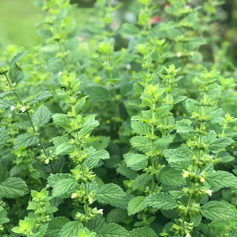 Lemon Balm