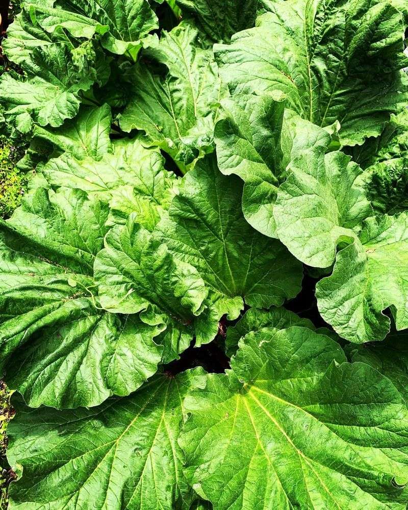 Rhubarb Leaves