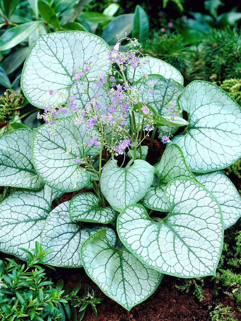 Brunnera