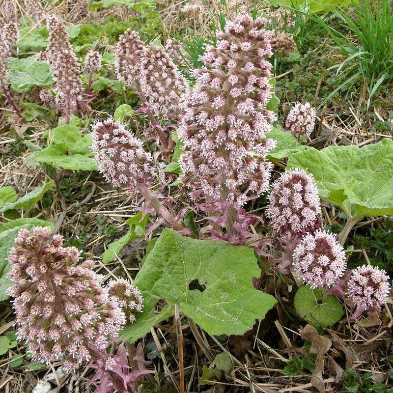 Butterbur