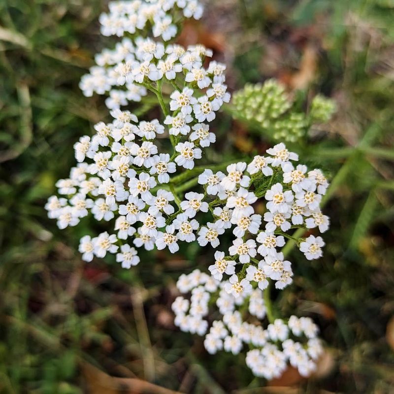 Yarrow (Achillea millefolium) – The Wound Healer