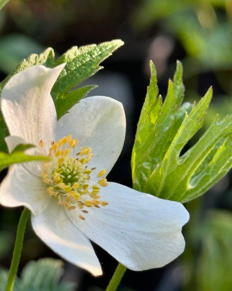 Canadian Anemone