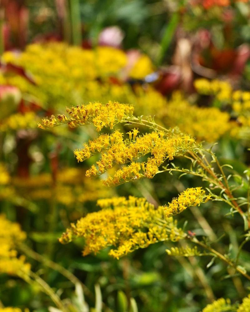 Goldenrod Is A Native Pollinator Magnet