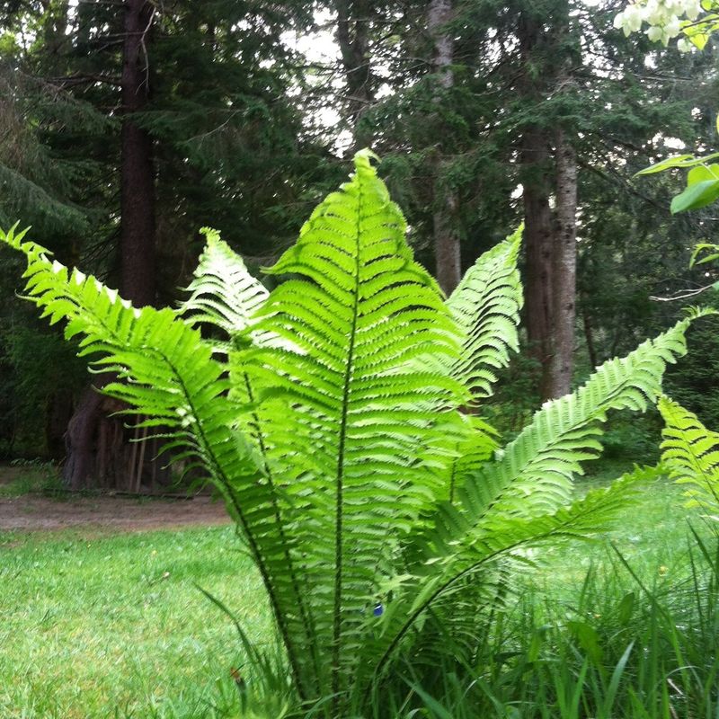 Giant Fern