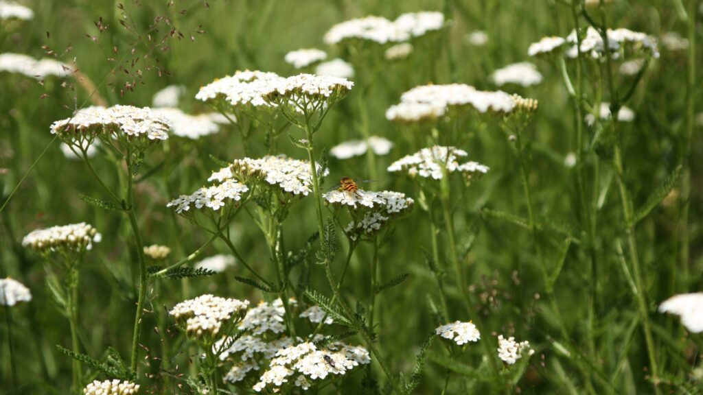 yarrow plant
