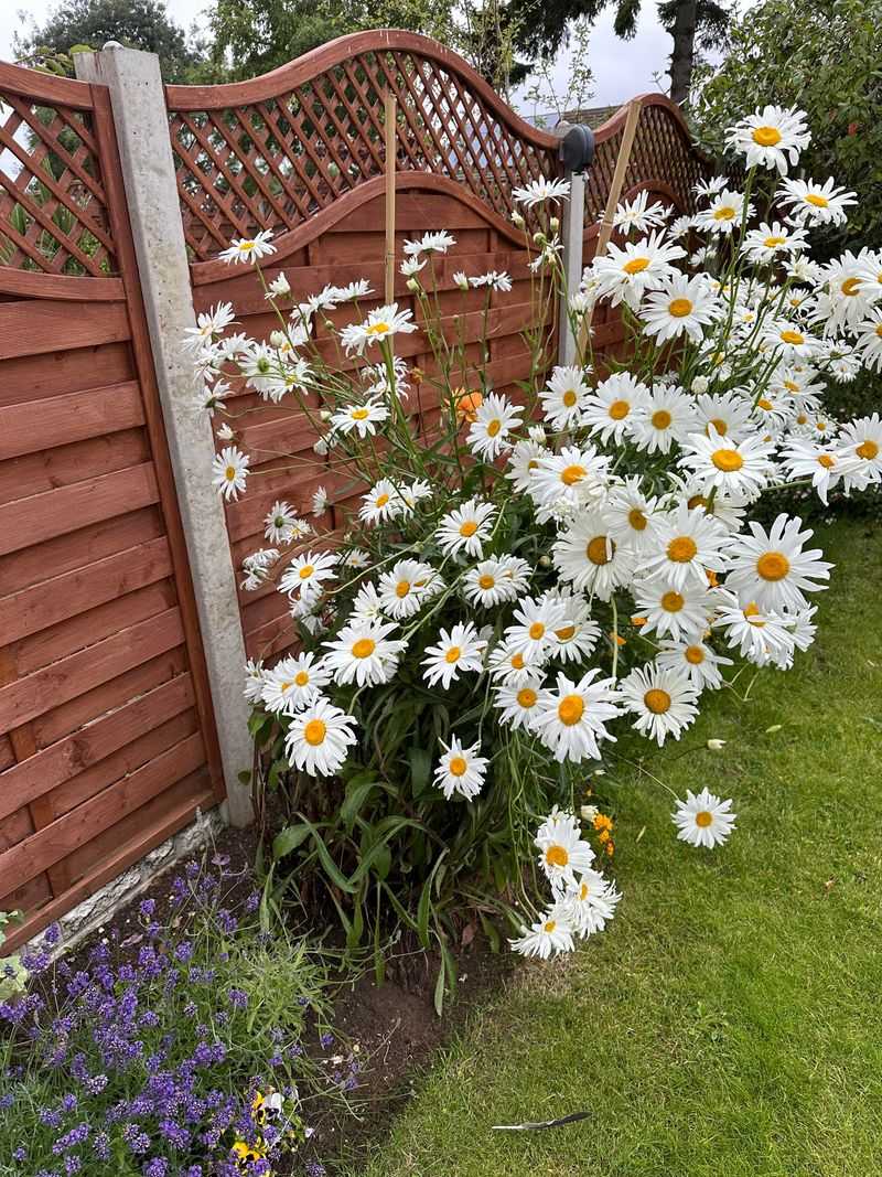 Shasta Daisies