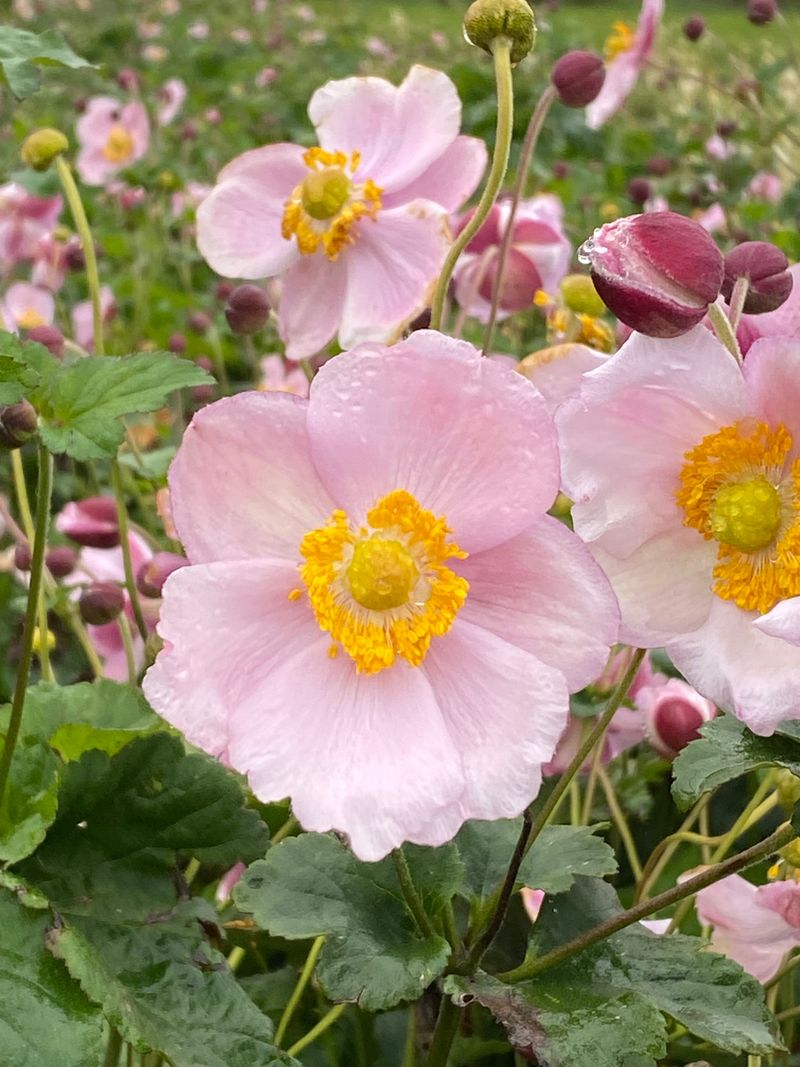 Japanese Anemone