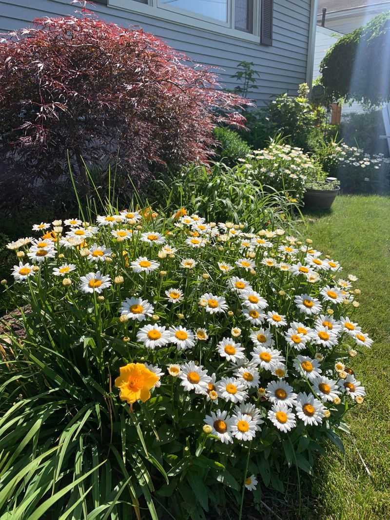 Shasta Daisies