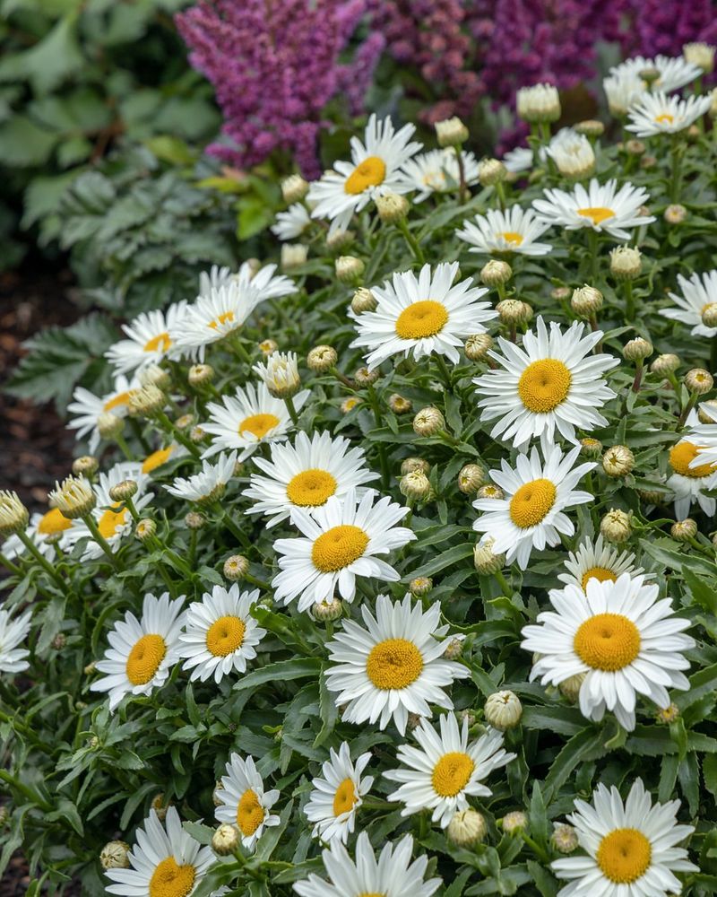 Shasta Daisy