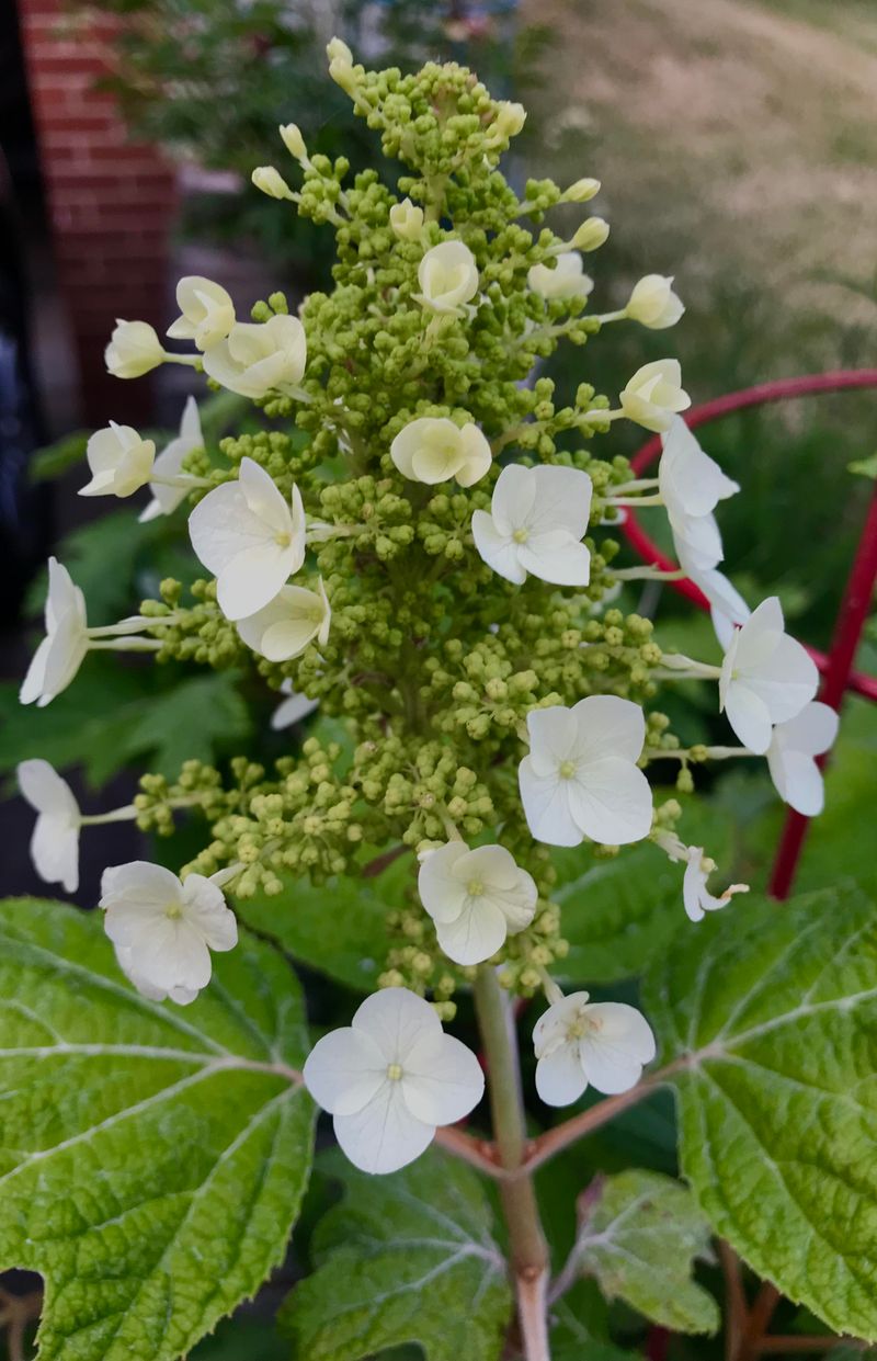 Oakleaf Hydrangea