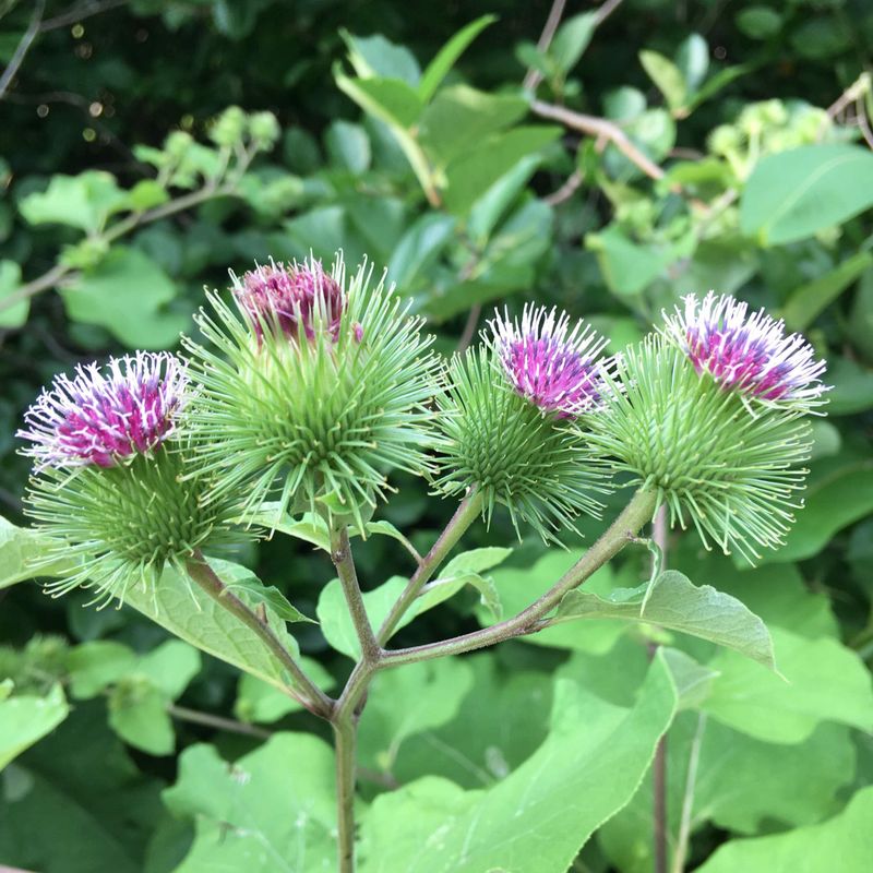 Burdock