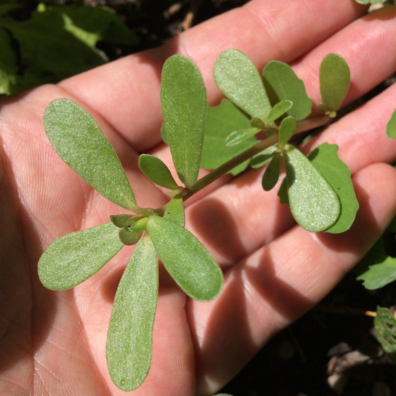 Purslane