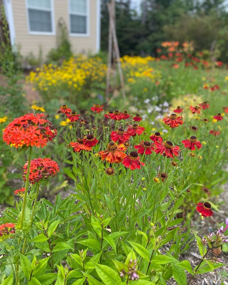 Helenium