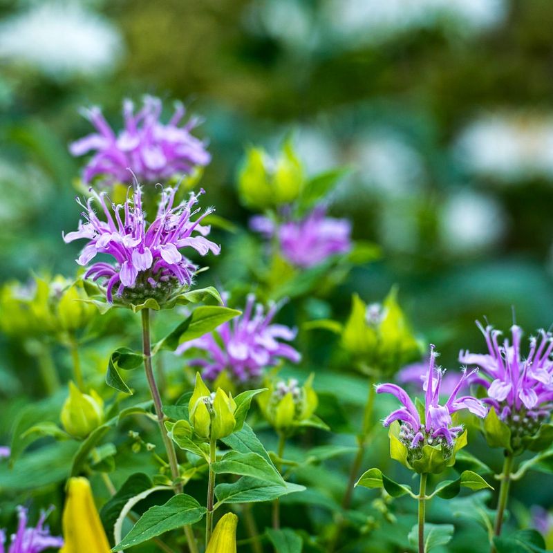 Bee Balm