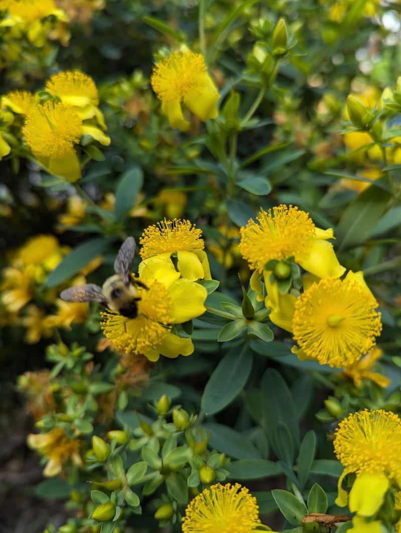 St. John’s Wort