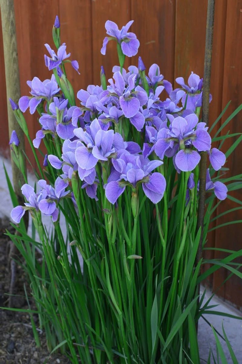 Iris