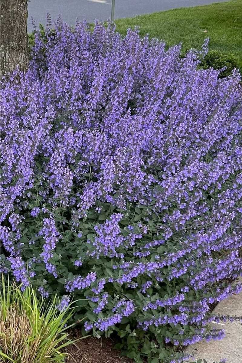 Catmint