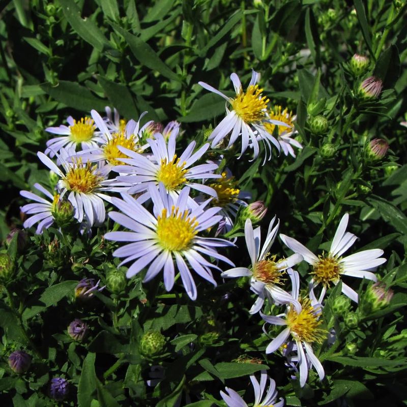 California Aster