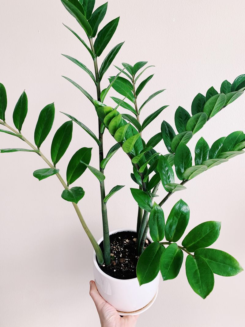 Zamioculcas (ZZ Plant)