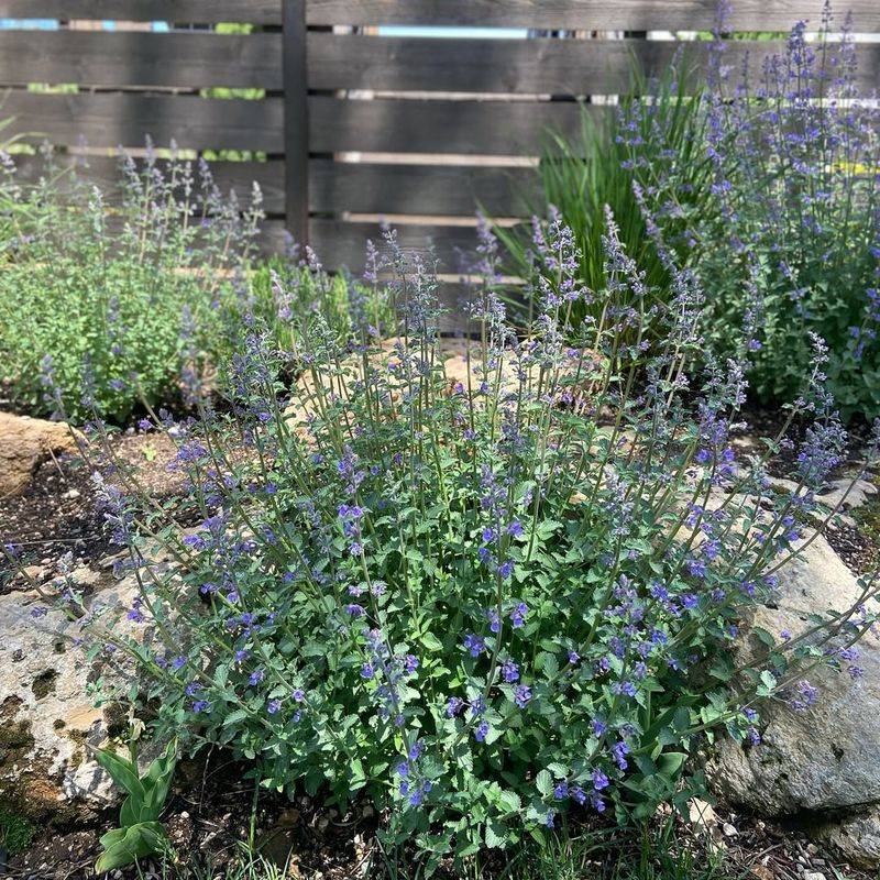 Catmint (Nepeta)