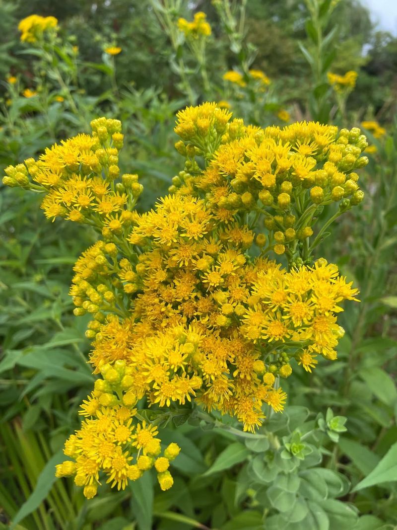 Goldenrod (Solidago spp.) – The Allergy Myth