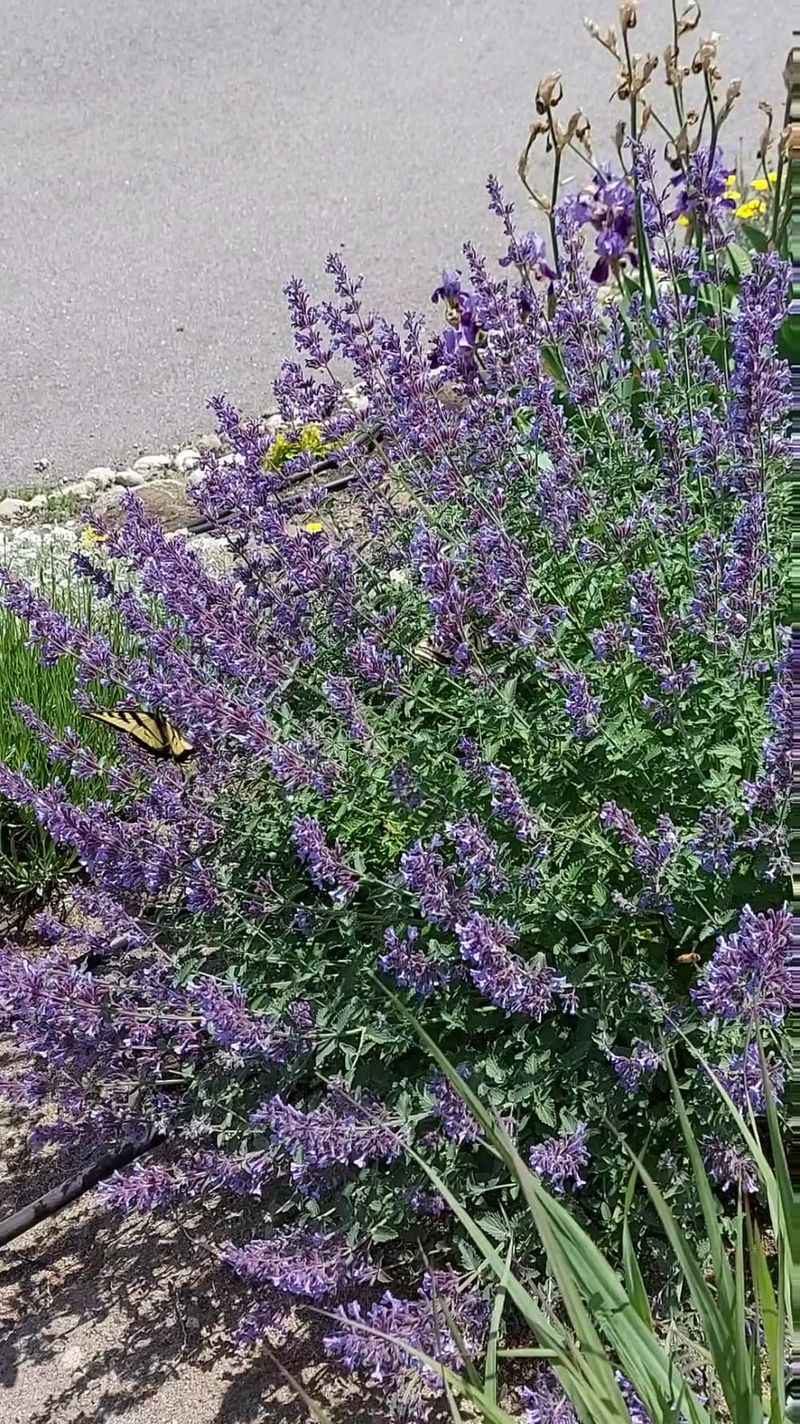 Catmint (Nepeta)