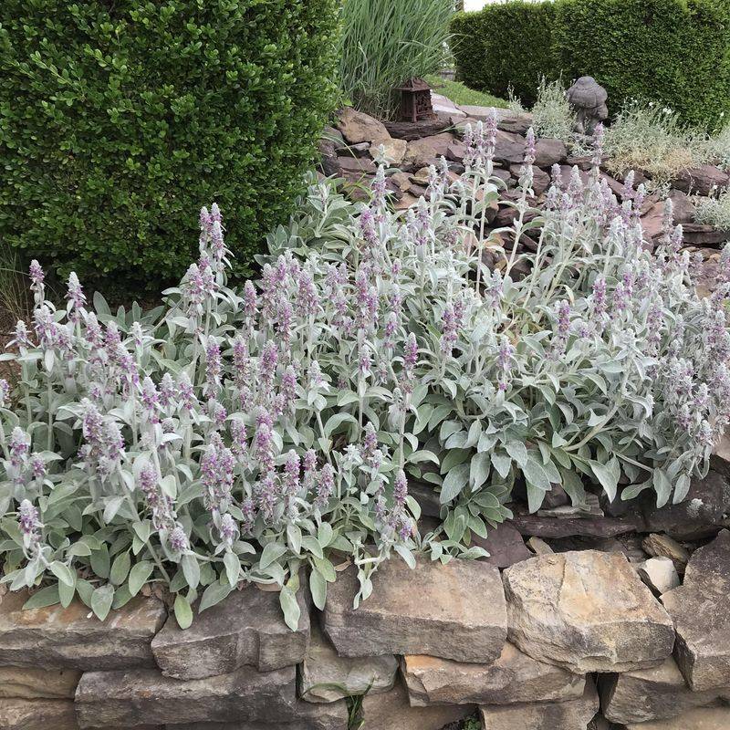 Lamb’s Ear (Stachys byzantina)