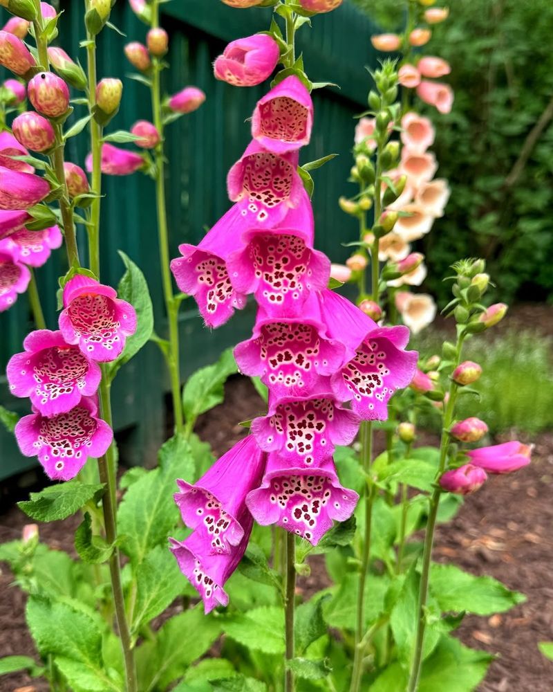 Foxgloves