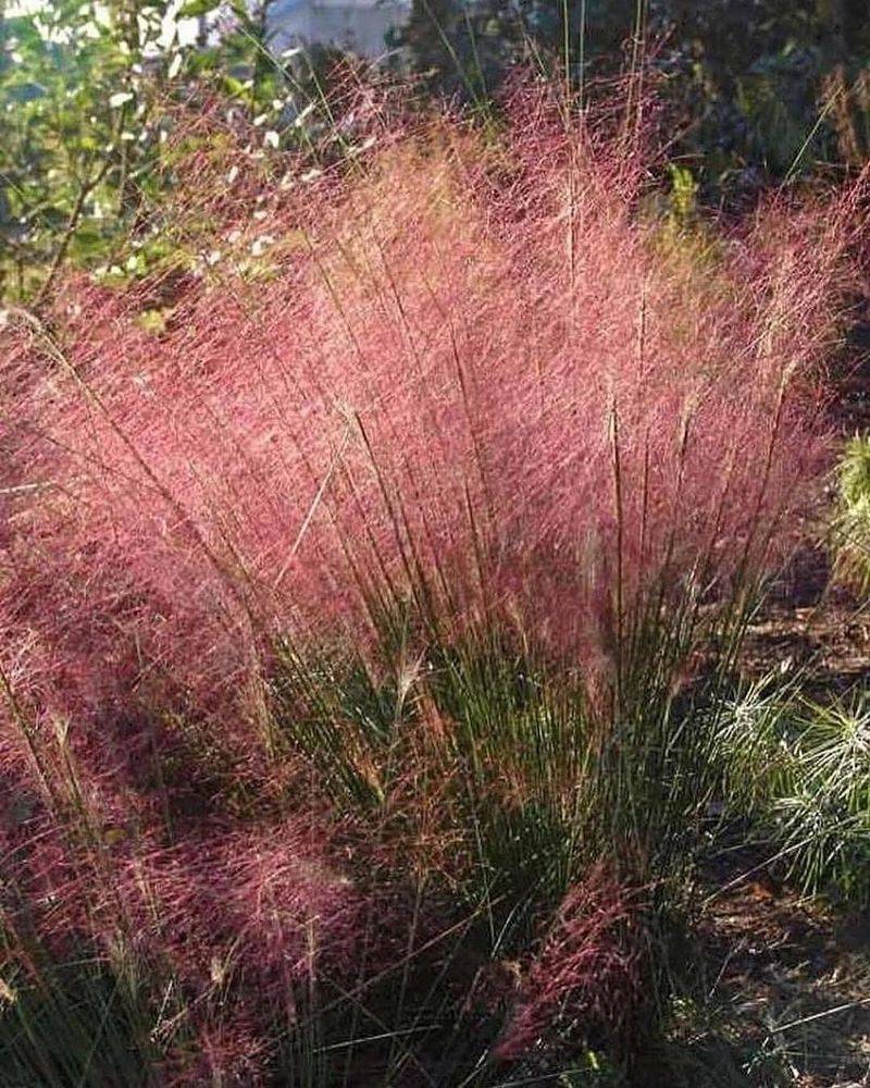 Gulf Muhly (Muhlenbergia capillaris)