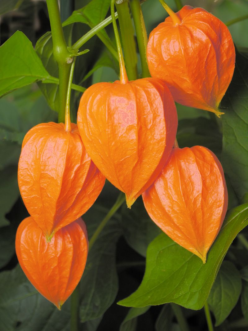 Chinese Lantern