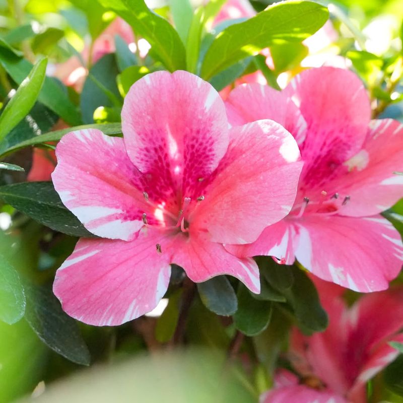 Pink Azalea