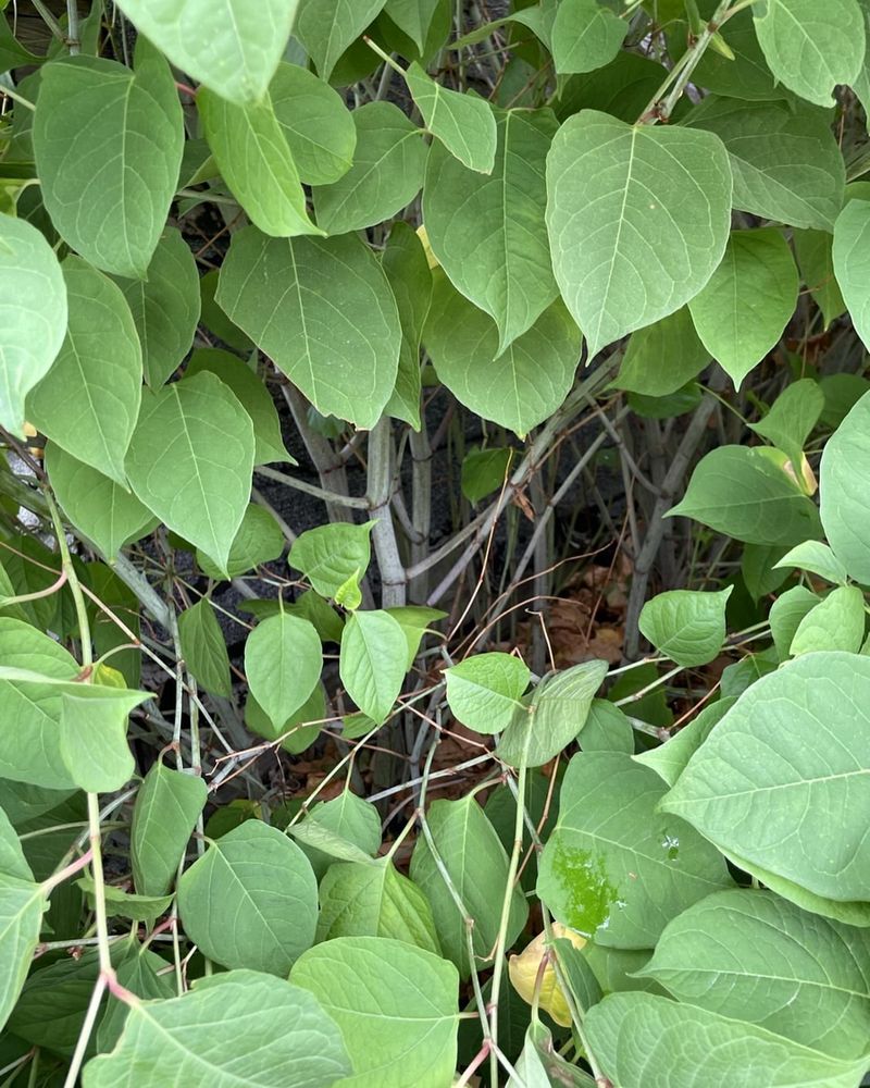 Japanese Knotweed (Fallopia japonica)