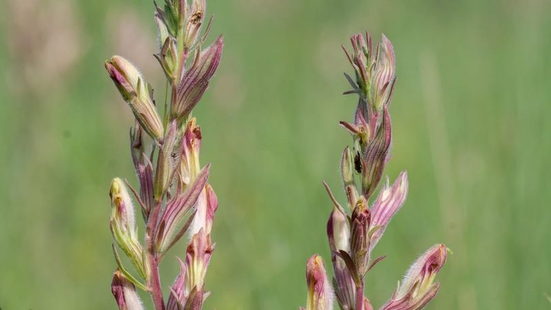 American Chaffseed