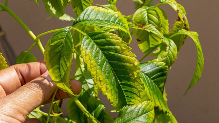 Plant showing potassium deficiency symptoms. Yellow and reddening dying leaves on older during vegetative growth.