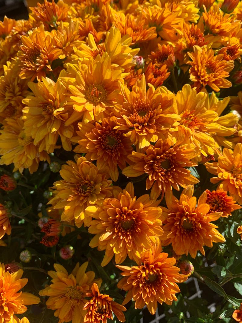 Orange Mums